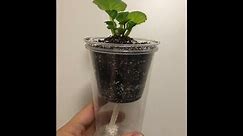 Easy DIY Self-Watering Planters for African Violets