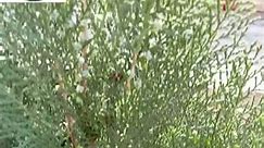 Thuja occidentalis | مور پنکھ | Thuja green giant | Grow Thuja Plant