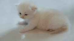 Cute White Blueeyed Kitten Looking Mother Stock Footage Video (100% Royalty-free) 3400751531 | Shutterstock