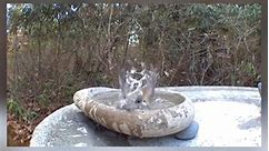 A Tufted Titmouse takes a leisurely... - Dances With Stone