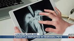 Avian flu showing up in Nebraska pets