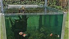 The UK's biggest outdoor aquarium? It was a pleasure to get the opportunity to film this stunning tamasaba aquarium. Full video coming to YouTube VERY soon! https://youtube.com/@FancyGoldfishFanatics?si=iEnIvi7TL2mCZe0W #fancygoldfishfanatics #goldfish #fancygoldfish #pond #aquarium #goldfishtank #goldfishunion #starfisheries #goldfishofinstagram #goldfishpond #goldfishlover #goldfishkeeper #pond #tamasaba | Fancy Goldfish Fanatics