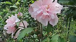 SugarTip Rose of Sharon #Althea #flowers | Annalyn B Sharp