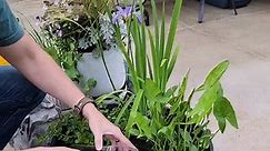 Check out this super easy and cheap patio pond! You can add fish, or go fishless with just plants for a natural care free setup. This is a great pond alternative for fishkeepers who ha e small backyards or live in apartments! #fish #pond #nature #diy