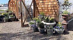 Refreshing Perennial Containers, Planting Raspyberries & the Greenhouse Pots! 💙💛💙