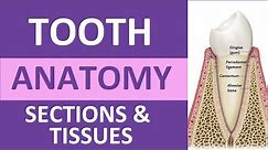 Tooth Anatomy: Structure & Tissues | Crown, Neck, Root, Dentin, Cementum, Enamel, Pulp