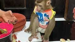 Today mommy buying new shoes for baby monkey ROJO so happy and eating fruits
