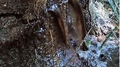 #gusher #water #log #logging #craziness #tree #full | Boys In The Woods