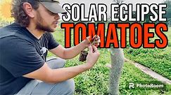 THIS IS WHY I GROW CLOVER in the GARDEN // Full Solar Eclipse