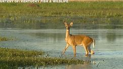 Fish & Wildlife warns against the dangers of CWD in white-tailed deer