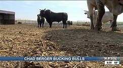 Chad Berger Bucking Bulls: one of the most well-known stock contractors and bull breeders