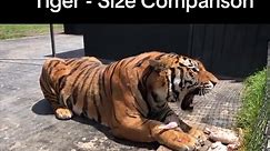 Lion vs Tiger - Lion bigger than Siberian Tiger - Size Comparison Lions and Tigers Size can differ from individual to individual. #lionvstigervideo #lionkingcomparison #lionsize #tigersize #lionKing #tigerking #siberiantiger