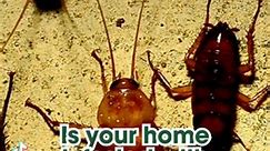 Partner with Environet for effective cockroach control! Our professional services, complemented by your dedication to cleanliness, ensure a home free from cockroach infestations. Say goodbye to these unwelcome guests! 🚫🐜 #environetpestcontrol #pestcontrol #cockroachcontrol #cockroachinfestation #pestcontrolservice #generalpestcontrol | Environet Pest Control