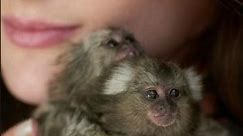 The Smallest Monkeys In The World | Pygmy marmoset