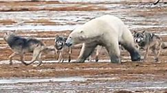 Wolf Pack vs. Polar Bear: Rare Face Off in the Arctic