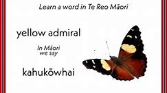 We share kahukōwhai with Australia and islands inbetween, but the butterfly is found nowhere else in theworld. It gets its name in Te Reo from yellow andcape, because of the yellow patches on its forewings.It breeds on various species of stinging nettle. #maorilanguageweek #maorilanguage #yellowadmiral #yellowadmiralbutterfly #kahukowhai | Moths and Butterflies of NZ Trust