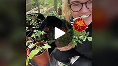 It’s not to late to get some marigold planted - or you can pick them up for pretty cheap in supermarkets/garden stores! What other companian plants do you use? #planttok #gardentok #gardening #allotment #frenchmarigold #growingtomatoes #greenhouse #growyourownfood