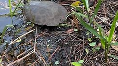 This Florida Softshell Turtle was released yesterday into a beautiful pond where he can live out his days in peace. Habitat loss is one of the chief challenges for turtles and tortoises. Construction wreaks havoc on their territories, and they are often injured trying to cross roads and paths during mating season when looking for better habitat. Despite their webbed feet, these turtles walk well on land and are especially skilled swimmers as you can see. They are carnivorous, eating mostly snail