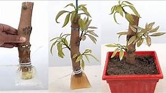 How To Grow Mango Tree From Cutting In Water..(100%Success Root)