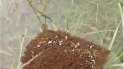How Fire Ants Make Rafts To Survive Floods #fireants #ANTS #facts #animalfacts #FYI #foryou | Nature Lens