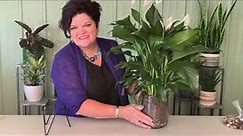 Learn how to use glass vases to creatively display plants.