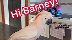Hi Barney! 🧡🤣 #westcoastbarney #hi #hello #bonjour #ola #aloha #ahoj #hallo #gutentag #namaste #ciao #konichiwa #hola #barney #loveable #moluccan #cockatoo #parrot #barneythewestcoastcockatoo