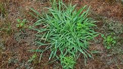 How to Kill Crabgrass in Your Lawn Once and for All