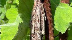 Saunder's case moth aka large bagworm Metura elongatus - Weird things from nature