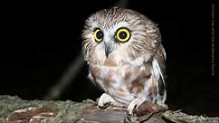 There’s more to owl sounds... - American Bird Conservancy