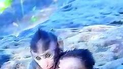 Awe two cutie newborn baby monkeys so very funny