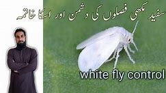 How to get rid of Whiteflies |Life cycle of whiteflies, eggs, and whitefly symptoms
