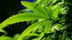 Marijuana seeds coming soon to Minnesota retailers