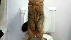 Cat Uses Toilet Like Human