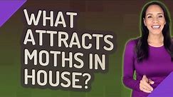 What attracts moths in house?