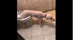 Canine convenience: Moorhead pup masters the art of toilet training