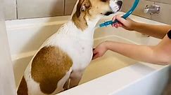 The Rinseroo slip-on shower hose attachment makes pet baths fast and easy! 💦🐾 Turn your shower into a cleaning and grooming machine in seconds! Just slip the Rinseroo hose on to your shower head. 🚿 No more struggles or messy cleanups, just an effortless way to keep your furry friend fresh and clean. 🐶🐱 🛒 Shop our link in bio. #petcare #bathingmadeeasy #petgrooming #petbaths #petcleaning #Rinseroo #amazonpetfind | Rinseroo