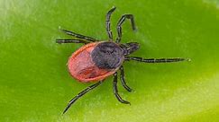 10 Types of Ticks Found In Mississippi! (ID GUIDE)