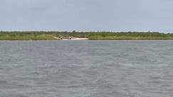 Rare pink dolphin spotted in Louisiana