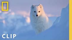 Arctic Fox Love Story | Incredible Animal Journeys | National Geographic