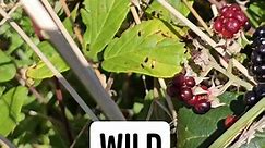 Have you tried to eat wild blackberries? You can make a jam it's yum ! #wildblackberries #Blackberries #newlandlife #nzlife #waitomoglowwormcaves #waitomocaves #Waitomo #reelsviralシ #reelsfacebook #reelschallenge #followers #ilovenewzealand #highlights | I Love New Zealand