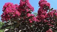 CHUXAY GARDEN Dark Pink Lagerstroemia Indica Seed 35 Seeds Rare Color Crape Myrtle Tree Ornamental Deciduous Tree Privacy Screen Plant