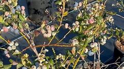 Drip-irrigation, Container-grown blueberries! #blueberries #containergrown #hydroponics | VERTI-GRO