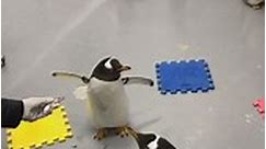 Happy World Penguin Day! - The Living Planet Aquarium