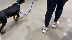Thau’s first visit to Lowe’s without being in a cart, now able to walk around (look at that loose leash😍), sniff, explore, engage with Mom, and learn to overcome small doses of unsure things in the environment. 17 weeks and growing! #doberman #dobermanpinscher #dobermanpuppy #puppysocialization #generalizetraining #newnangeorgia #peachtreecityga #sharpsburg | Forte K9 Training