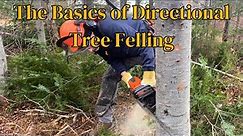 Learn The Basics of directional Tree Felling!
