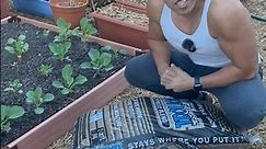 Becoming A Mulch Addict #garden #mulch #plants