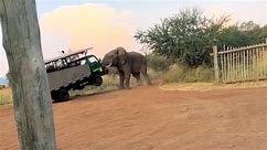 Videos show terrifying moment bull elephant lifts safari truck
