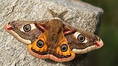 10 Types Of House Moths (With Photos)