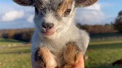 The Cutest Miniature Goats