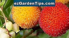 Come coltivare ippocastani da seme 🌱 Consigli Giardinieri - It.ezGardenTips.com
